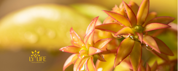 🌿 Ora-pro-nóbis: A Planta Sagrada da Nutrição NaturalCuidando da Saúde Mental: Desmistificando Mitos e Buscando Ajuda